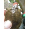 甲鱼品种